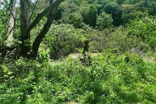 Vacant Land / Plot for Sale in Doon Heights - Image 6